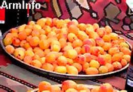 Agriculture Ministry of Armenia: apricot harvest under threat