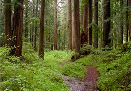 Natural Protection Ministry refutes information about tree felling in Shikahogh Reserve