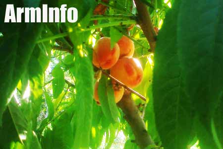 Международный кинофестиваль "Золотой абрикос" в этом году стартует 7 июля