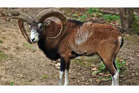 Mouflons registered in Red List were noticed in <Zangezur> Biosphere Complex
