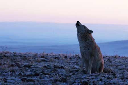 Wolf attacks people in Armenia`s Syunik