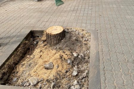 Former Armenian MP sounds alarm: This time, the Yerevan Municipality  cut down healthy trees on Henri Verneuil street