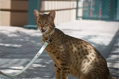 Armenia intends to join International Big Cat Alliance