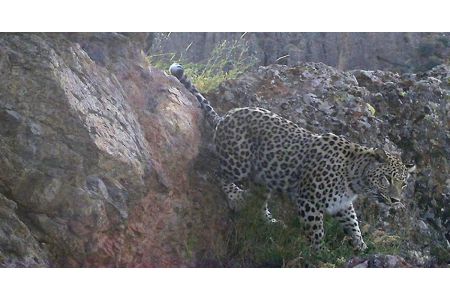Caucasian leopard captured again by camera traps in Khosrov forest  state reserve